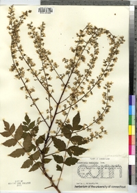 Koelreuteria paniculata image