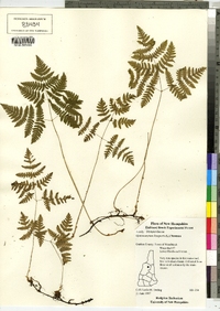 Gymnocarpium dryopteris image