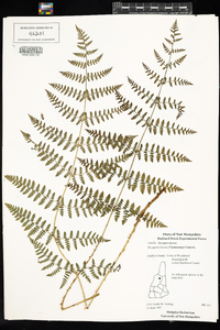 Dryopteris boottii image