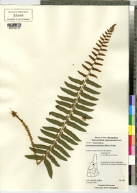 Image of Polystichum acrosticoides