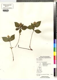 Cornus canadensis image