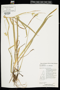 Carex folliculata image