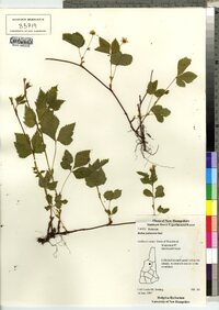 Rubus pubescens image