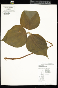 Trillium undulatum image