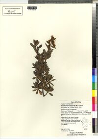 Image of Escallonia resinosa
