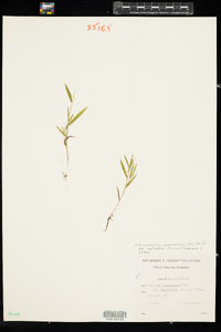 Dichanthelium acuminatum ssp. implicatum image