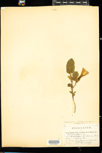 Calystegia spithamaea ssp. spithamaea image