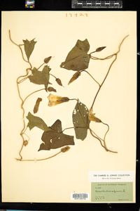Calystegia sepium ssp. sepium image