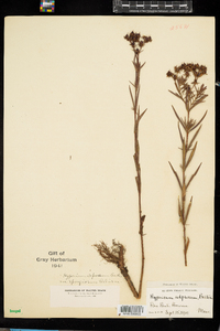 Hypericum adpressum image