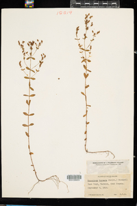 Hypericum boreale image