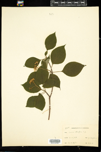 Cornus alternifolia image