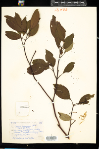 Cornus amomum image