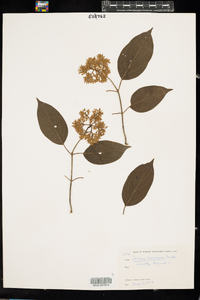 Cornus amomum image