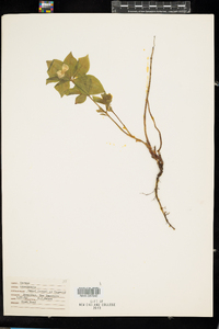 Cornus canadensis image