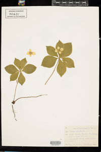 Cornus canadensis image