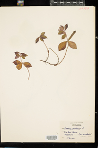 Cornus canadensis image