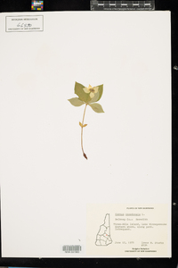 Cornus canadensis image