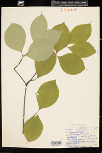 Cornus florida image