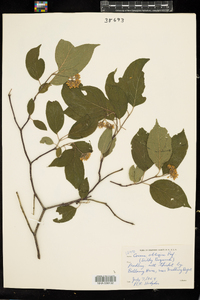 Cornus obliqua image