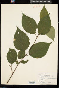 Cornus rugosa image