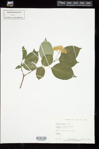 Cornus rugosa image