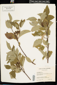 Cornus sericea image