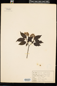 Cornus sericea image