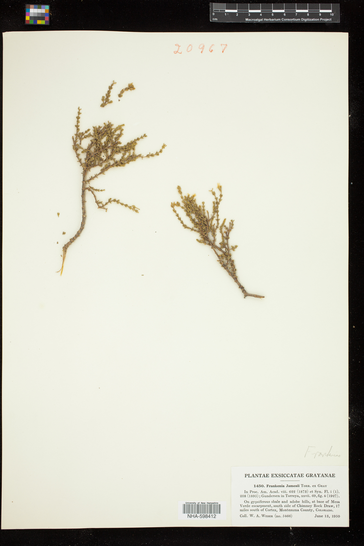 Frankeniaceae image