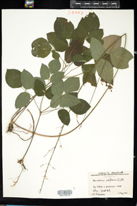 Desmodium nudiflorum image