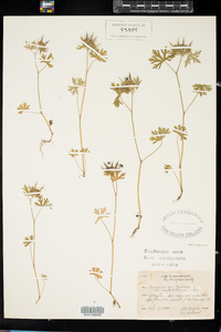 Geranium carolinianum var. confertiflorum image