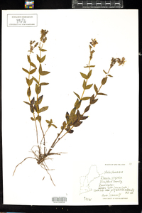 Rhexia virginica image