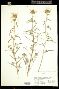 Image of Collomia grandiflora