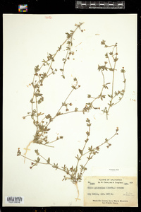 Image of Allophyllum gilioides