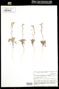 Image of Aliciella hutchinsifolia