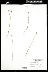 Polygala curtissii image