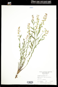 Image of Asemeia grandiflora