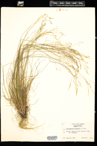 Deschampsia flexuosa image