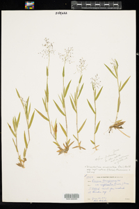 Dichanthelium acuminatum ssp. implicatum image