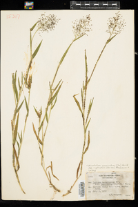 Dichanthelium acuminatum ssp. implicatum image