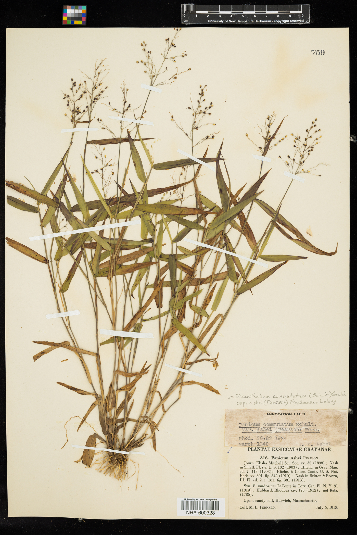 Dichanthelium commutatum ssp. ashei image