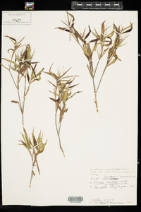 Dichanthelium commutatum ssp. ashei image