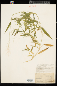 Dichanthelium dichotomum ssp. microcarpon image