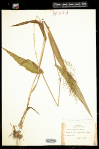 Dichanthelium sphaerocarpon var. isophyllum image