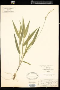 Dichanthelium xanthophysum image