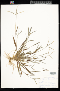 Digitaria ischaemum image