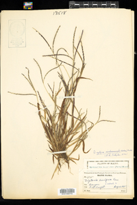 Digitaria ischaemum image