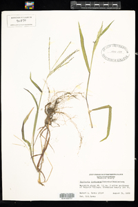 Digitaria ischaemum image