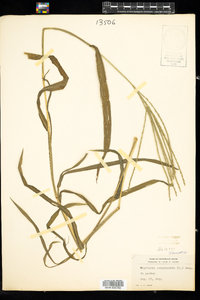 Digitaria sanguinalis image