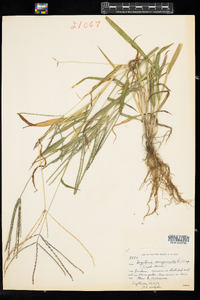 Digitaria sanguinalis image