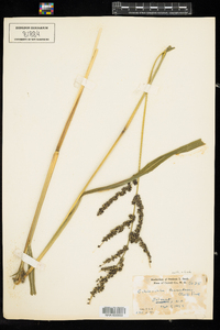 Echinochloa frumentacea image